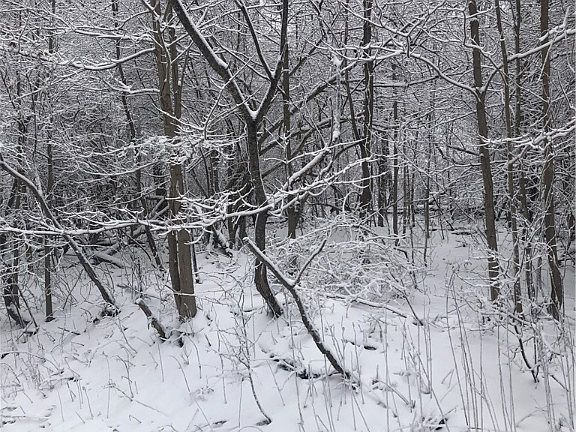 3rd image of 0 County Line Rd