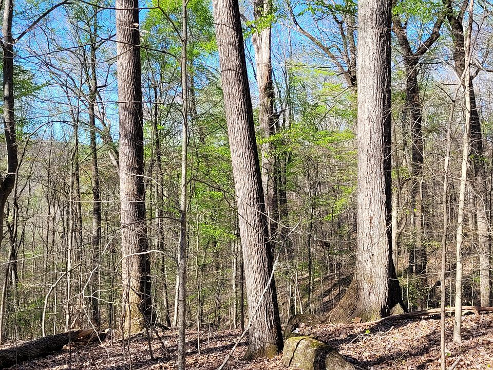 The smallest oak tree in this picture is 32" in diameter!