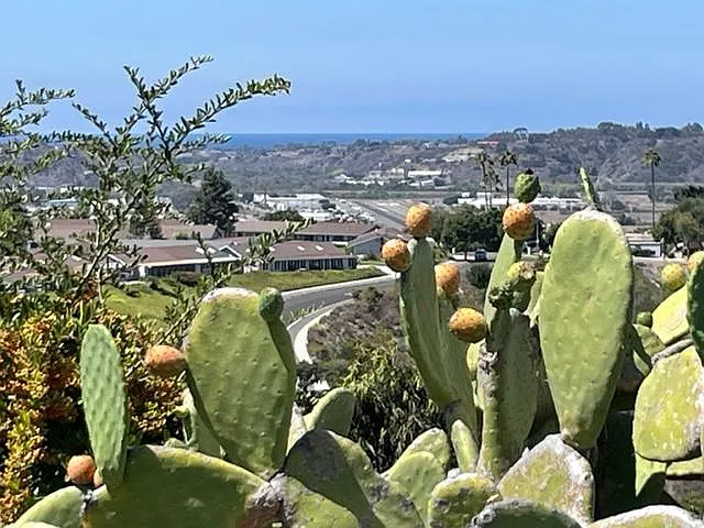 Ocean View and Prickly Pears