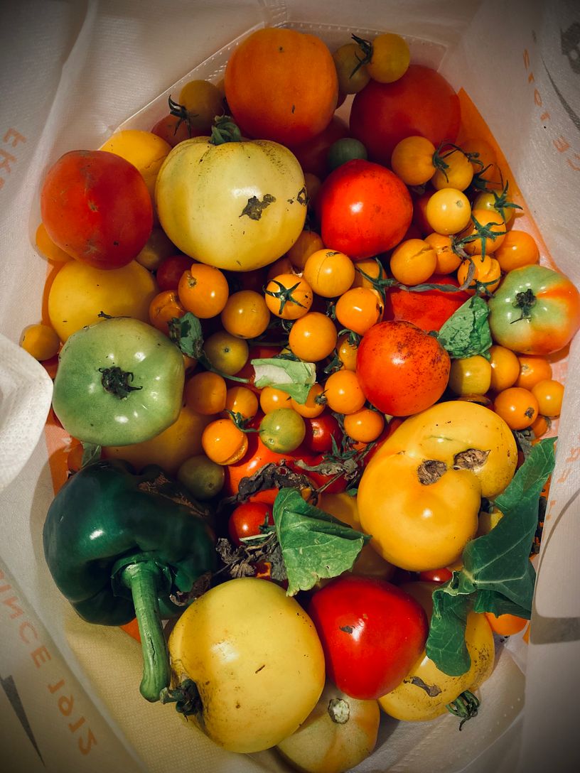  Gardener's Delight...From the Raised Garden