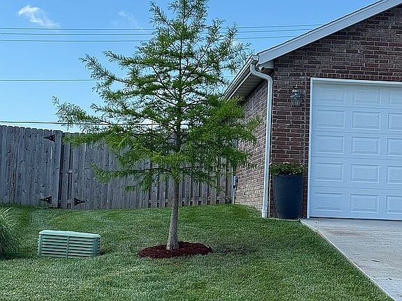 Front left View Cypress Tree