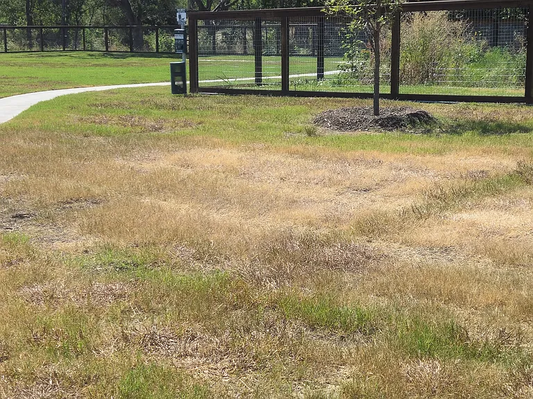 Dog Park