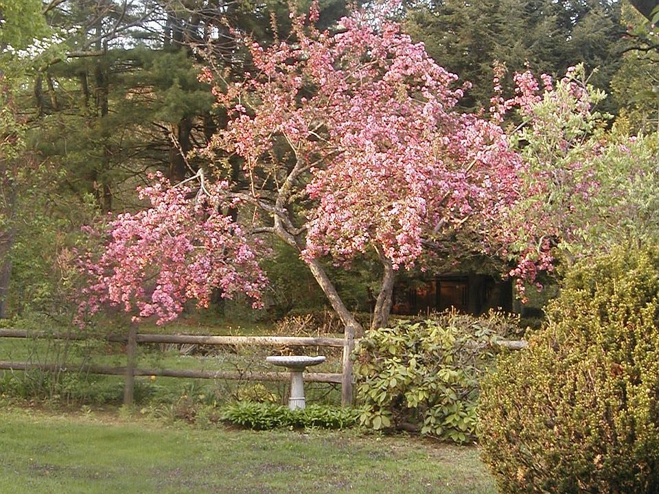 Back yard plantings and landscape