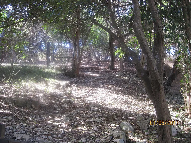 Fenced back yard