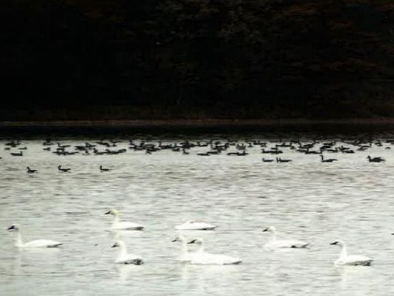 I94/Hwy 65 Roberts, Wisconsin: Ranchette Sites Coming! Geese and waterfowl on the pond