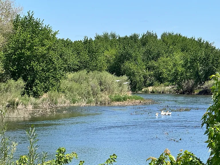 River with Pelicans