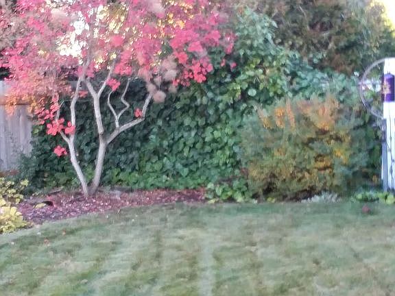 Back yard - fenced