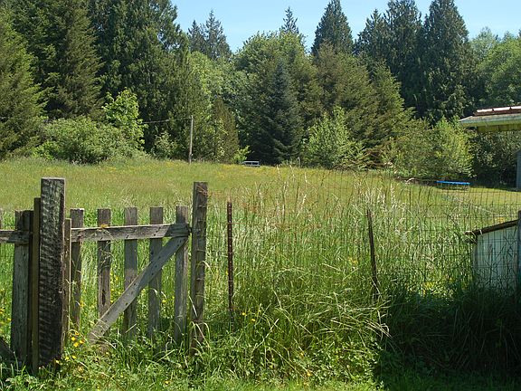 Large pasture of sweet grass