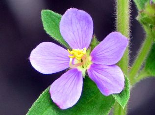 Jungle King #AVELOT58-LOT 58, Volcano, HI 96785