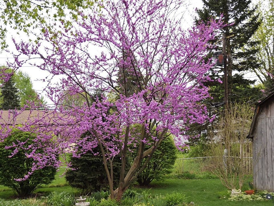 redbud in the backyard