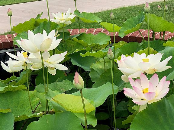 Lotus flowers