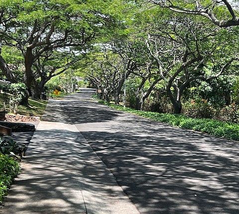 Tree lined drive