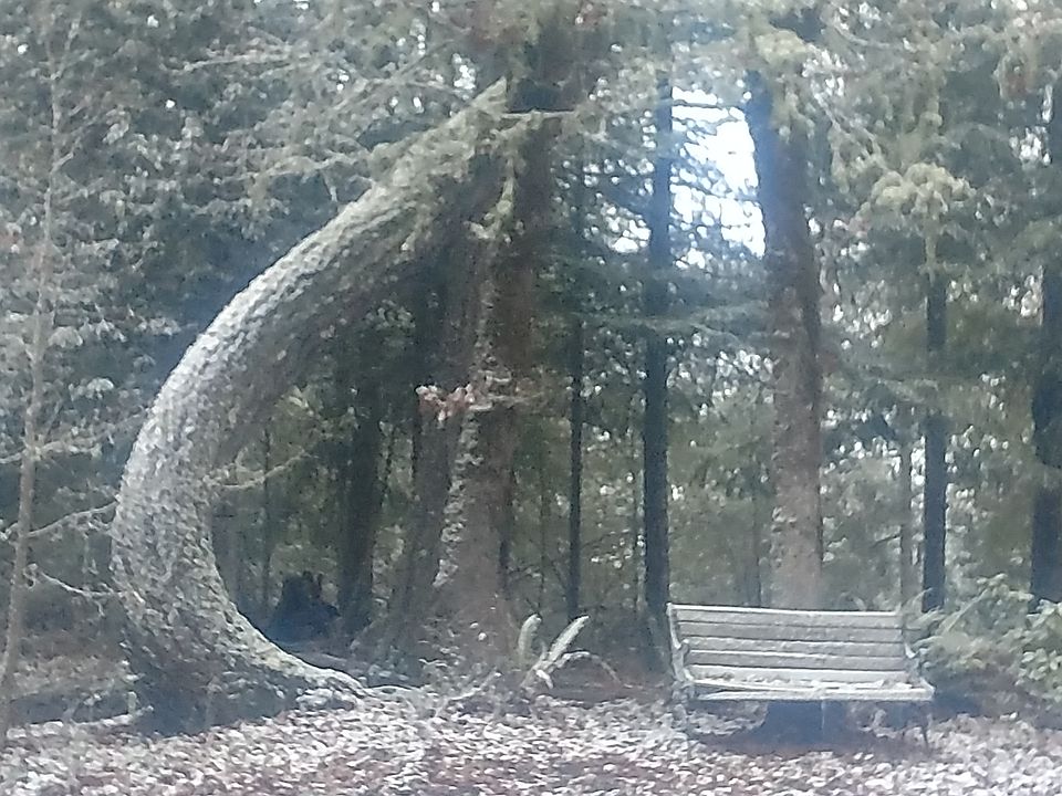 A very unique tree!