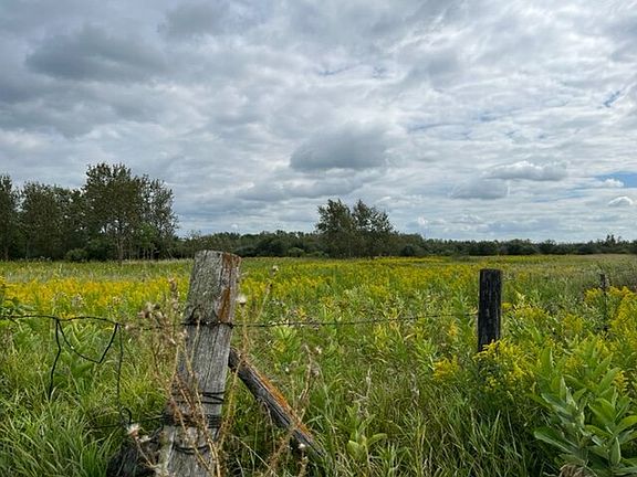 Deer Delight: Meadow Area