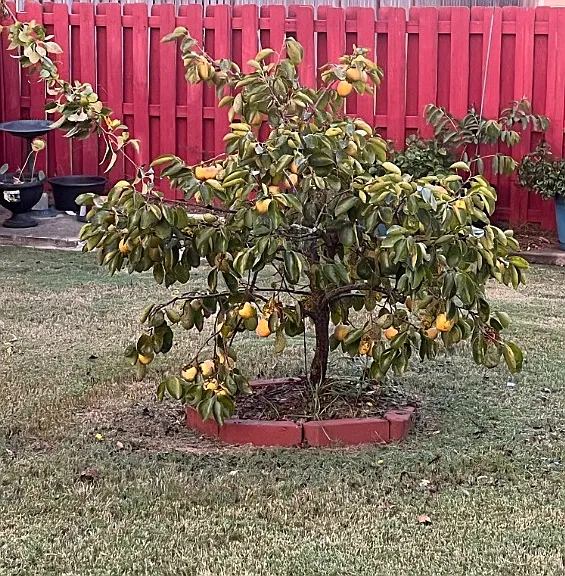 Fruit trees