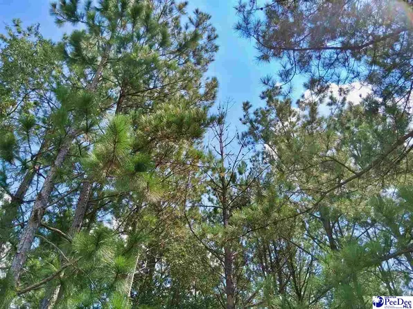 1767 Short Rd, Wallace, SC 29596