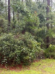 4108-341 State Hwy, Jesup, GA, 31546