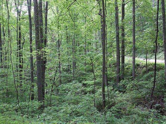 trees on property
