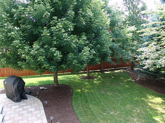 Lots of Shade for the Patio