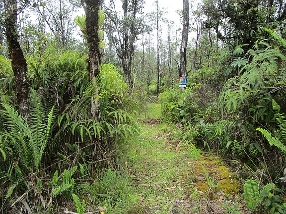 2nd image of Road 9 Koloa Maoli Lot 5533