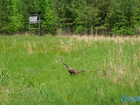 1203 County Road 303, Princeton, AL 35766