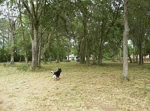 5th image of 4438 Deerhound Dr