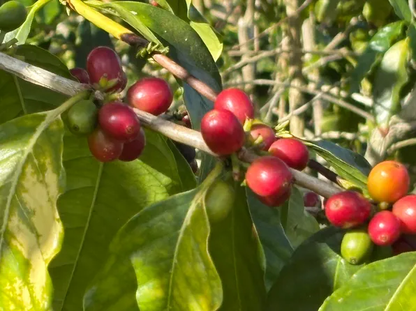 Bruner Rd Lot 82, Captain Cook, HI 96704