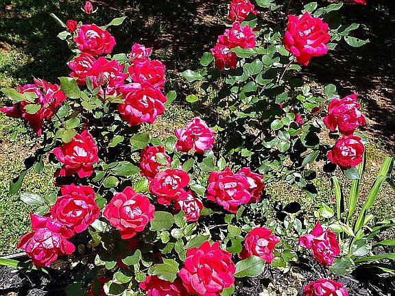 Front yard roses