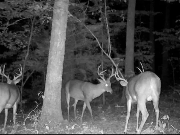 0 Hollandsworth Rd, Rosebud, MO 63091