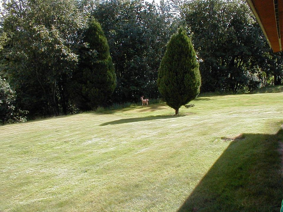 Backyard of the house and the other lot (has own parcel number)