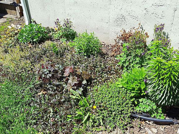 garden