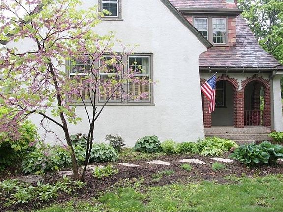 Redbud tree in garden