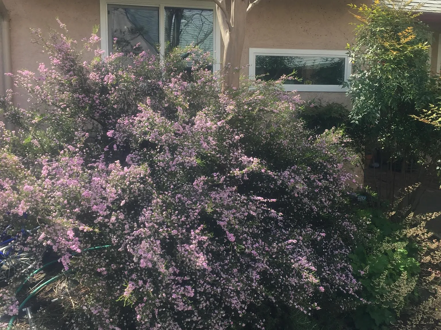 Shasta Dr, Davis — Photo 4