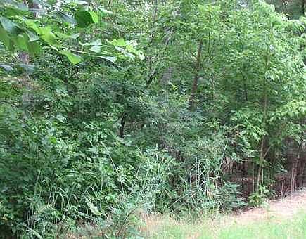 2nd image of Dogwood Dr