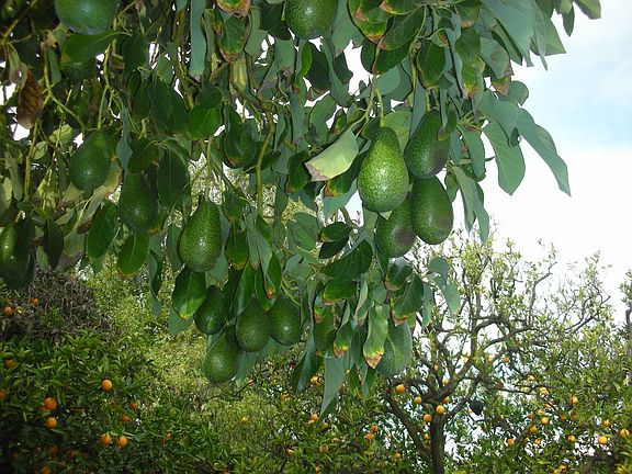 2 avocado trees on property  