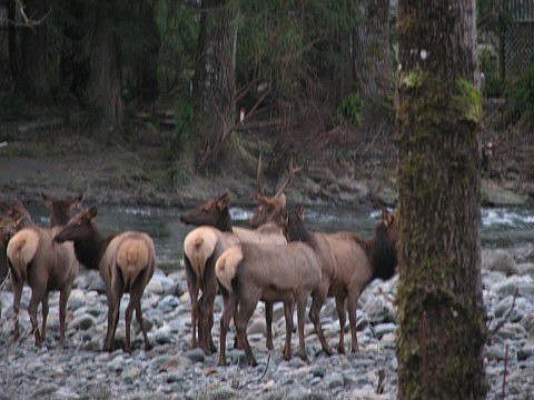 Elk in the river