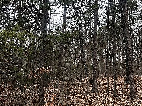 Forested at back of lot
