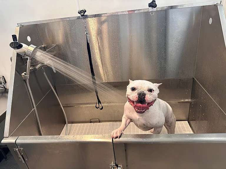 Onsite Dog Spa I Apartment in Prescott Valley, AZ I The Flats at Jasper
