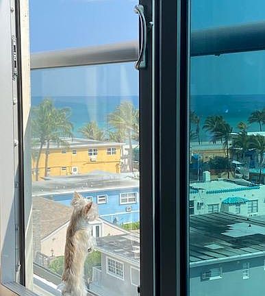 Dog enjoying view from living-room