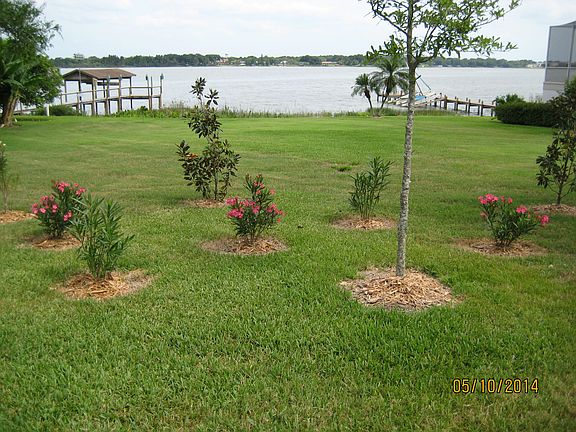 lot with tree and plants