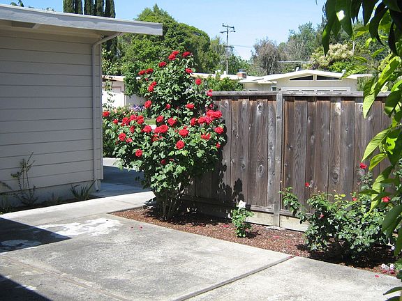 Olympiad rose in bloom.