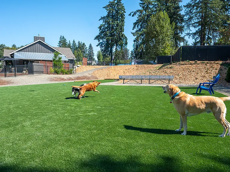 The Banks | Dog Park