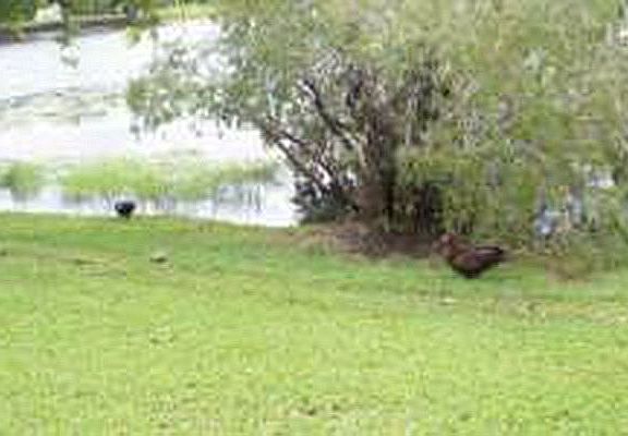 Lake view from terrace