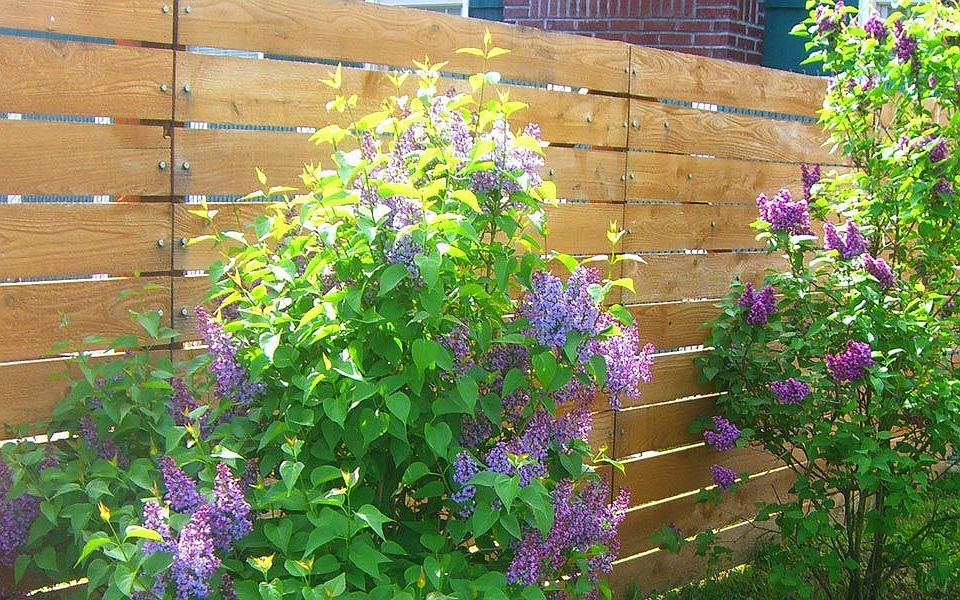 Fence and flowers
