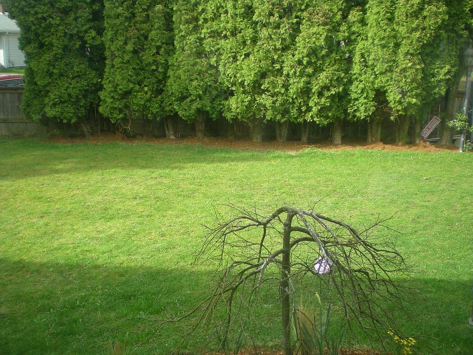 front yard