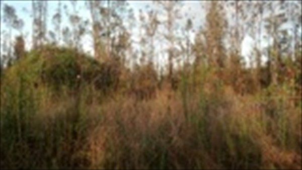 1st image of Road 9 Koloa Maoli Lot 5462