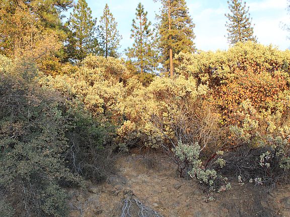 5th image of 17865 Ponderosa Way