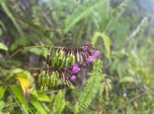 Road 6, Kurtistown, HI 96760