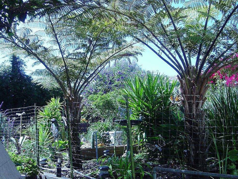 garden