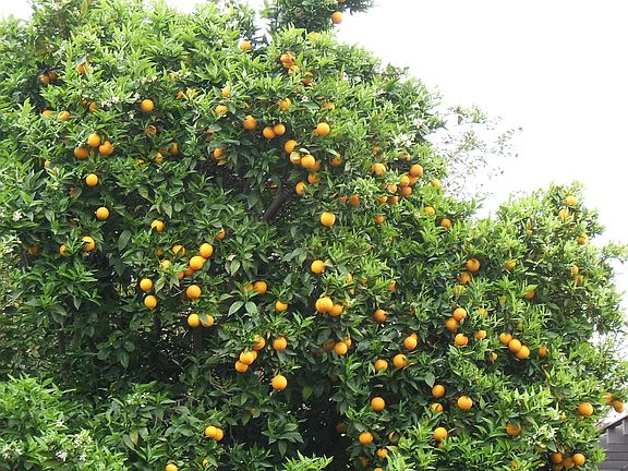 Orange Tree